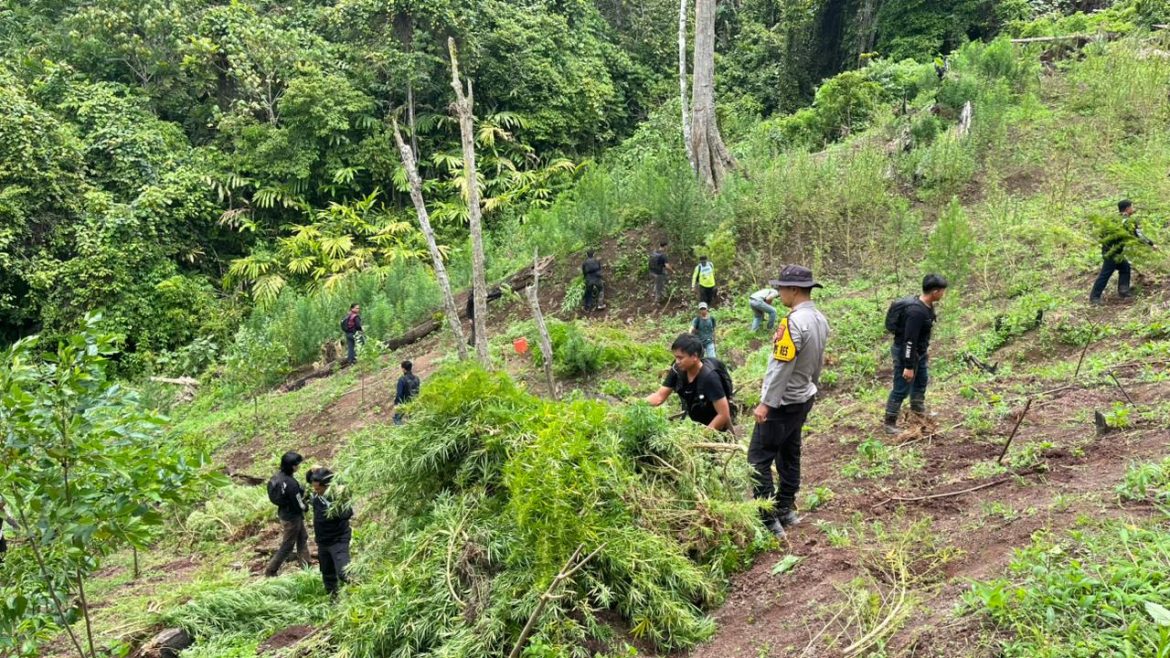 PENEMUAN LADANG GANJA 3 HEKTAR DI KABUPATEN EMPAT LAWANG, 8 KARUNG SIAP EDAR DIAMANKAN